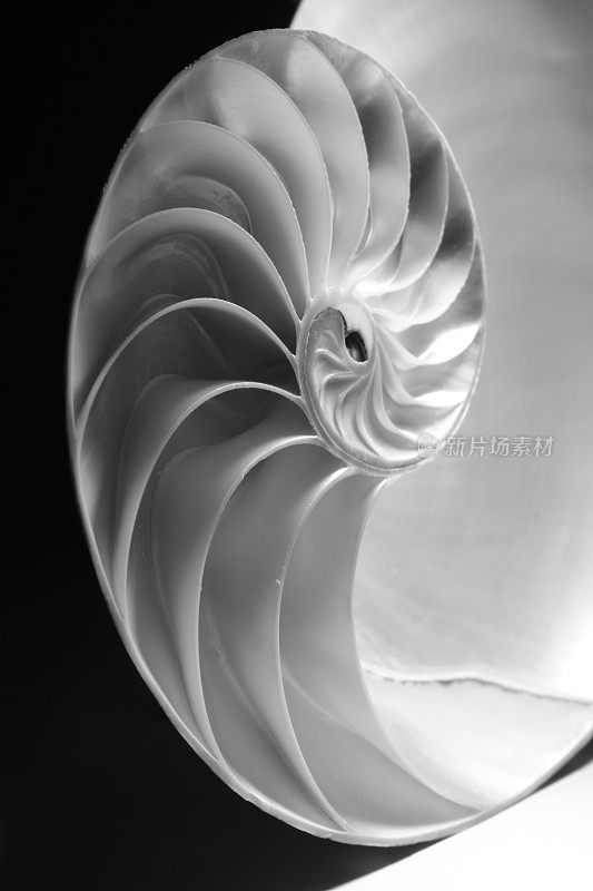 黑色和白色横截面的鹦鹉螺海贝特写
