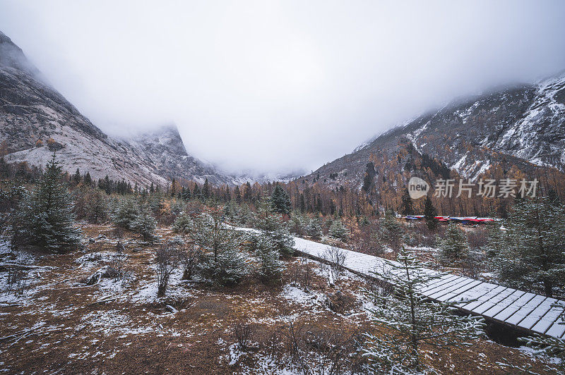 森林和树木景观纹理背景，色彩斑斓的自然景观风景亚丁，香格里拉，中国，西藏山区的秋天