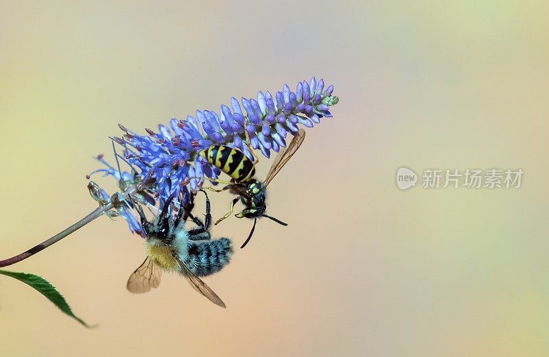 大黄蜂和黄蜂