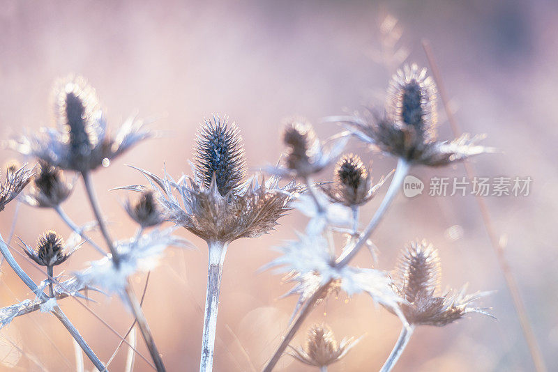 夕阳中凋零的冬花