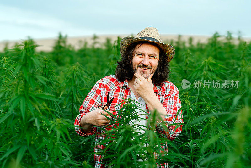 男子采集医用大麻