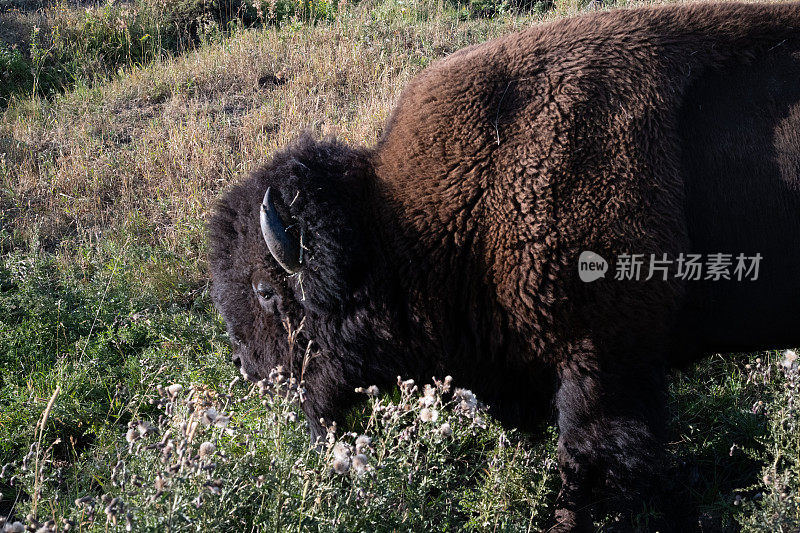 孤独的野牛走过鼠尾草树丛，特写