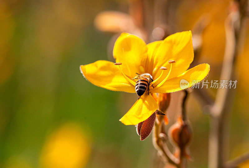 蜜蜂从野生的春天开花的黄色沼泽蝴蝶百合(Wachendorfia)上采集花粉