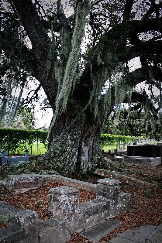 这是一棵老橡树，树枝上长着随风摇曳的西班牙苔藓，树根间布满了坟墓