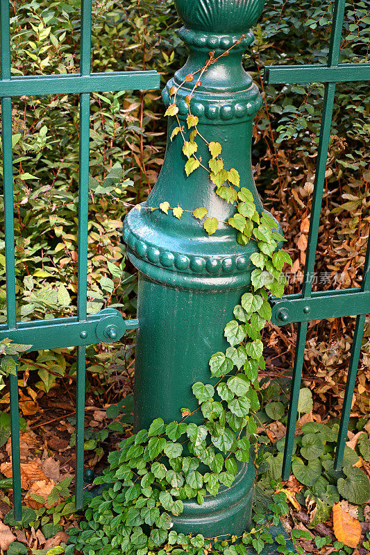 绿色金属华丽的篱笆与攀缘植物