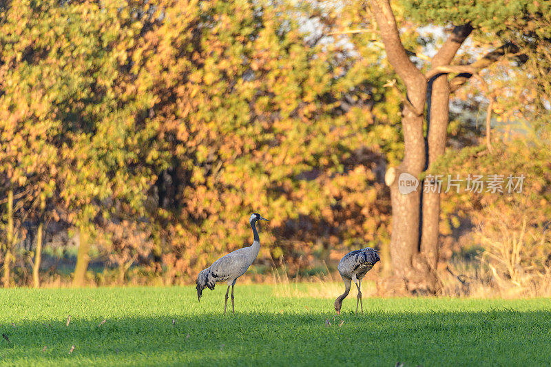秋季迁徙期间，鹤在野外休息觅食