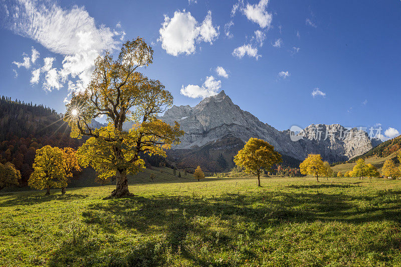 秋天在阿尔卑斯山，枫树在Ahornboden，卡温德尔山脉，蒂罗尔，奥地利