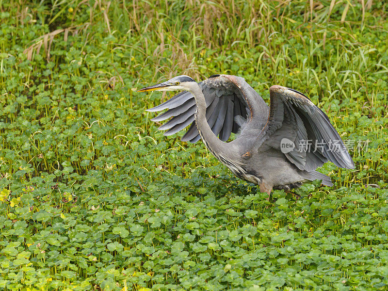 大蓝鹭的翅膀在俄勒冈的绿色湿地展开