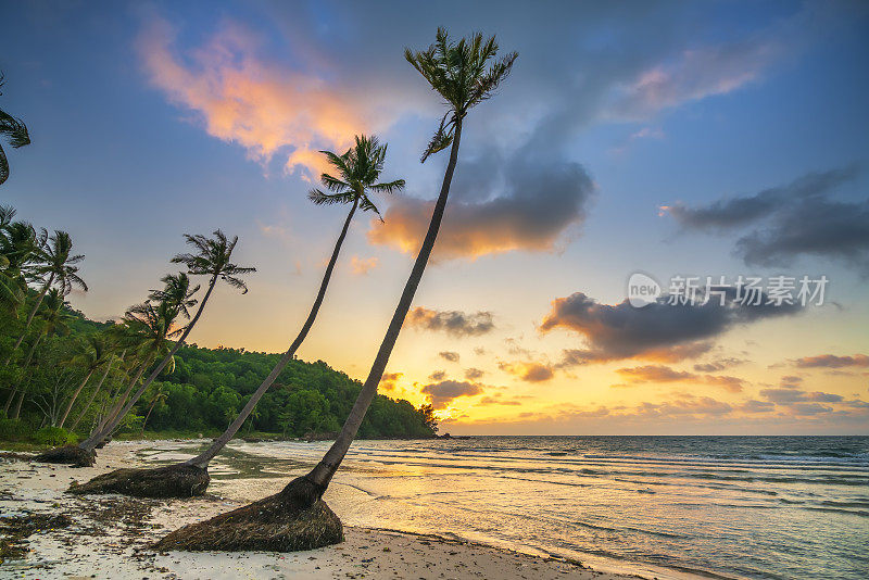 黎明时分，在一个荒芜的海滩上，美丽的椰子树倾斜着，面朝大海