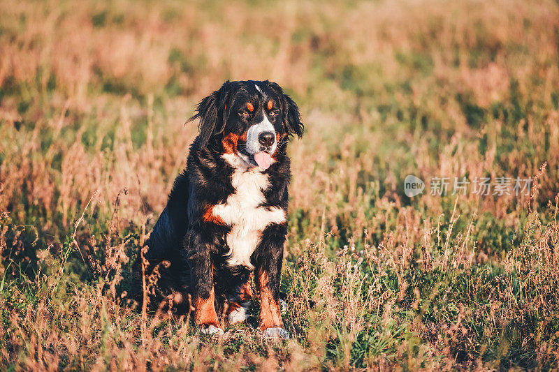 伯尔尼兹山犬