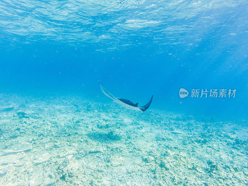 在马尔代夫群岛的蓝色水域游泳的蝠鲼