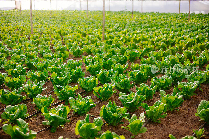 温室用于种植生菜