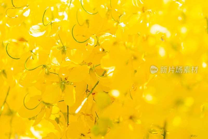 黄色的花朵点缀着画面。自然生活壁纸