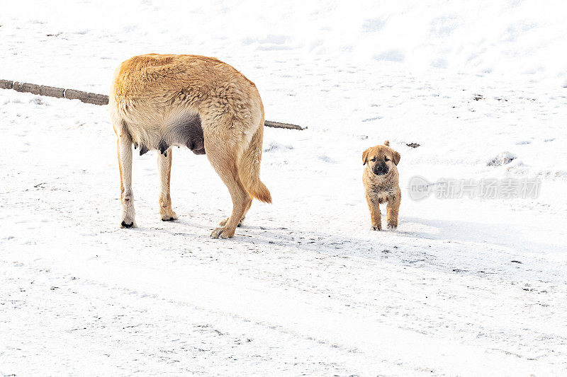 狗妈妈带着小狗在下雪的街道上