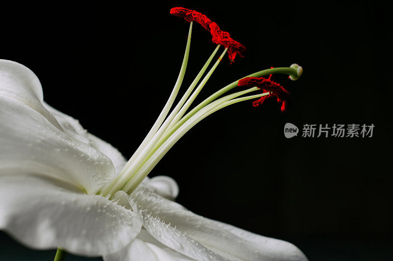 近距离的一个白色的百合花的红色花药对黑色的背景。