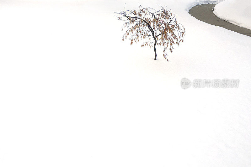 雪中的孤树
