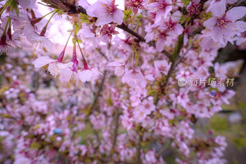 樱花墙