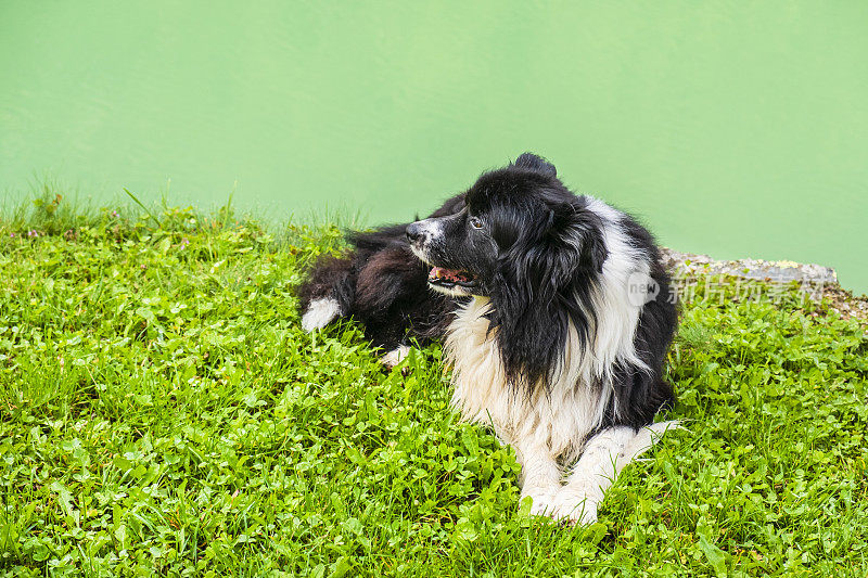 边境牧羊犬休息