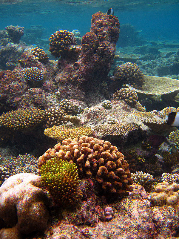 马尔代夫巴塔拉岛的珊瑚礁