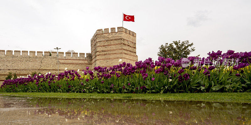 伊斯坦布尔的一堵拜占庭墙，墙上挂着紫色郁金香。