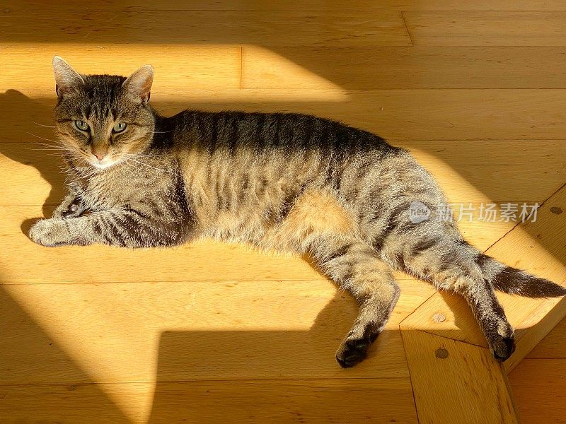 家花斑猫在阳光下休息