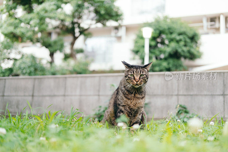 飞机耳朵公有猫