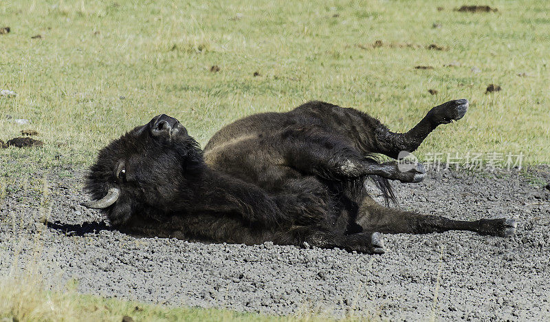 美洲野牛或美洲野牛，北美野牛，产于黄石国家公园。一只巨大的雄性动物在干草中翻滚，在尘土中翻滚。