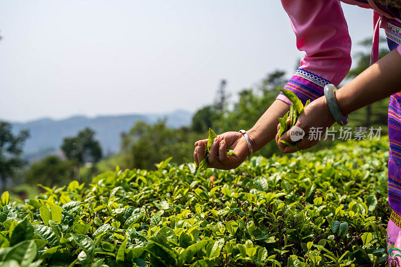 日出时分，一名年轻女子正在种植园采摘茶叶