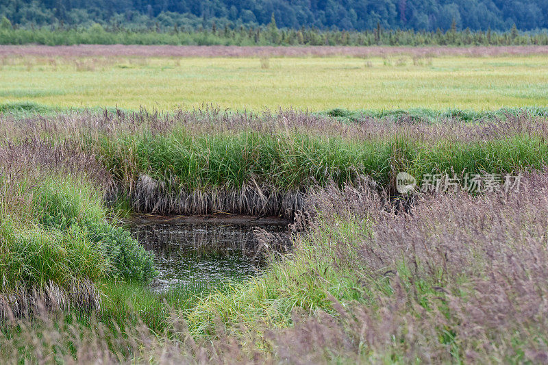 鸟类和湿地保护区——阿拉斯加安克雷奇附近的波特沼泽