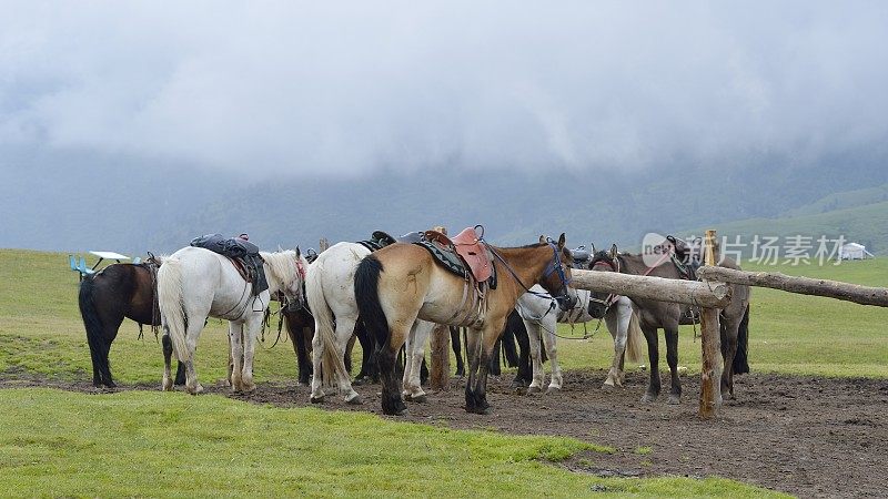 草原上成群的动物——马
