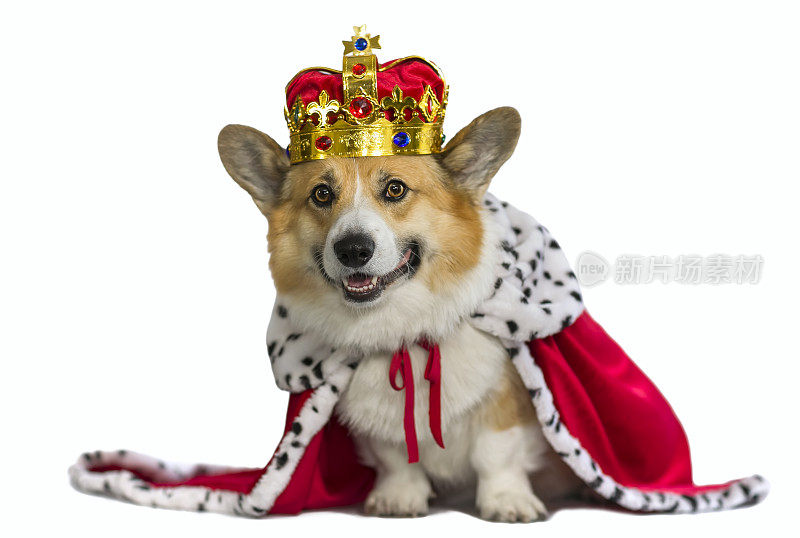 柯基犬穿着国王的红色长袍，戴着珍贵的金色皇冠，在白色的孤立背景上