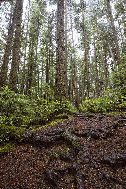 罗利湖省级公园，米申斯，BC，加拿大