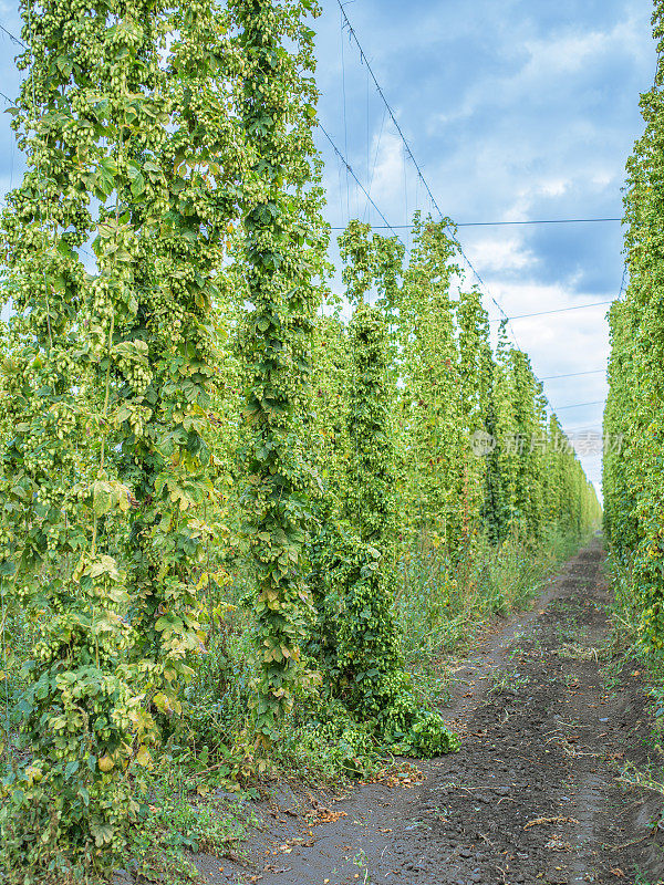 啤酒花的院子。啤酒花是一种攀爬用特殊支撑的线或金属丝的植物。