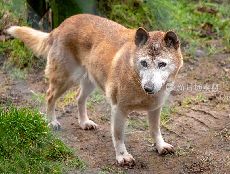 极度濒危的歌唱犬