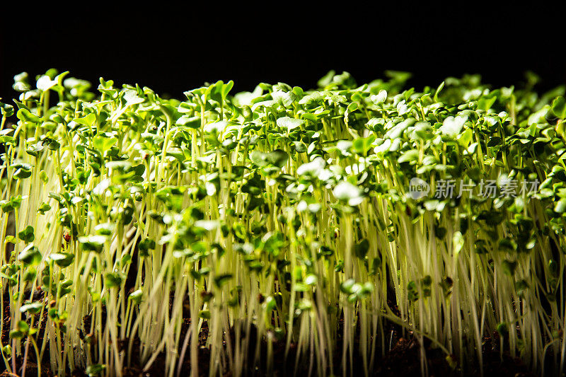 微绿叶菜-花椰菜芽的近照