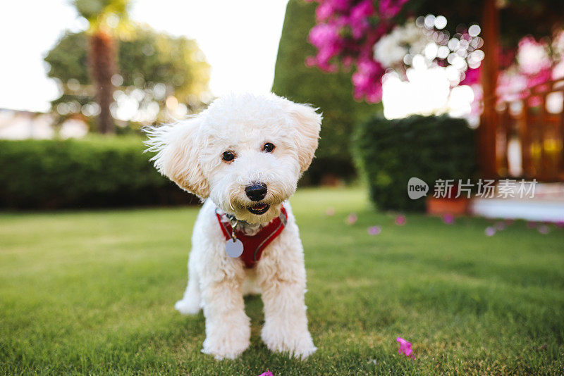 白色小猎犬喘息的特写镜头