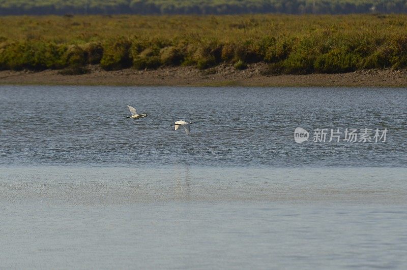 一群小鸟