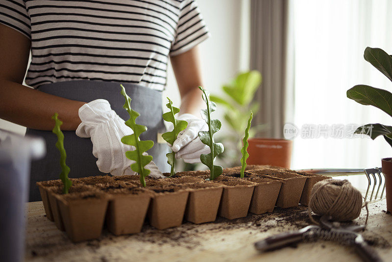 室内花园:一位匿名女子在可生物降解的花盆里种植植物的特写镜头