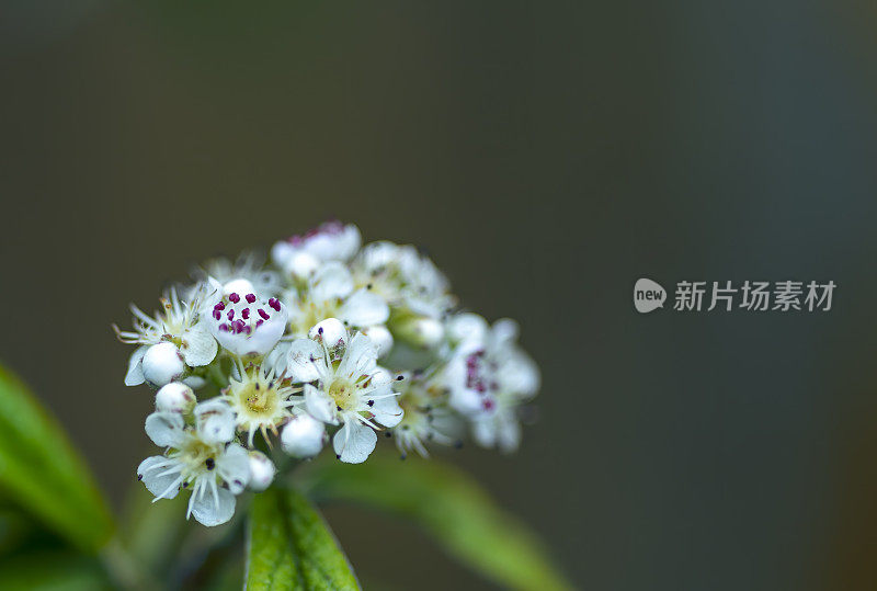 多年生草本灌木上的一簇白色小花