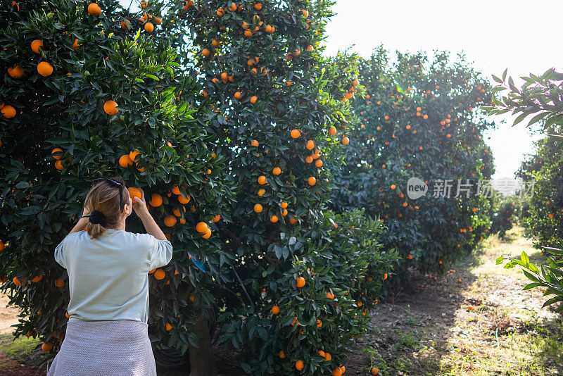 在果园里闻到有机橙子的女人
