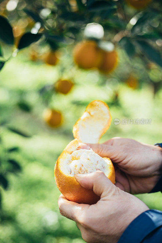一个人在果园里用手剥橘子