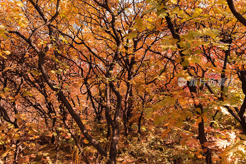 落叶树在秋扭，红叶树在秋乱生长