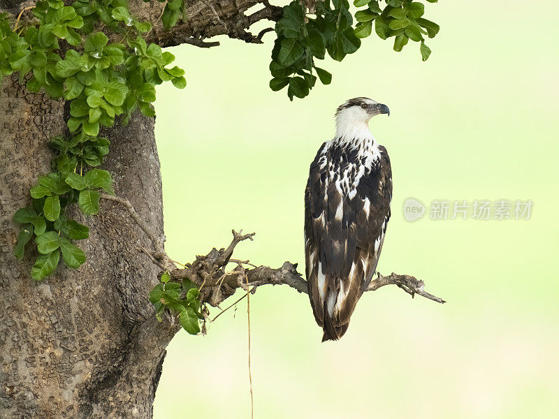 非洲幼鹰