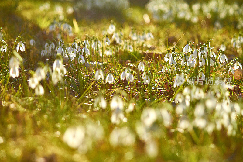 雪花莲