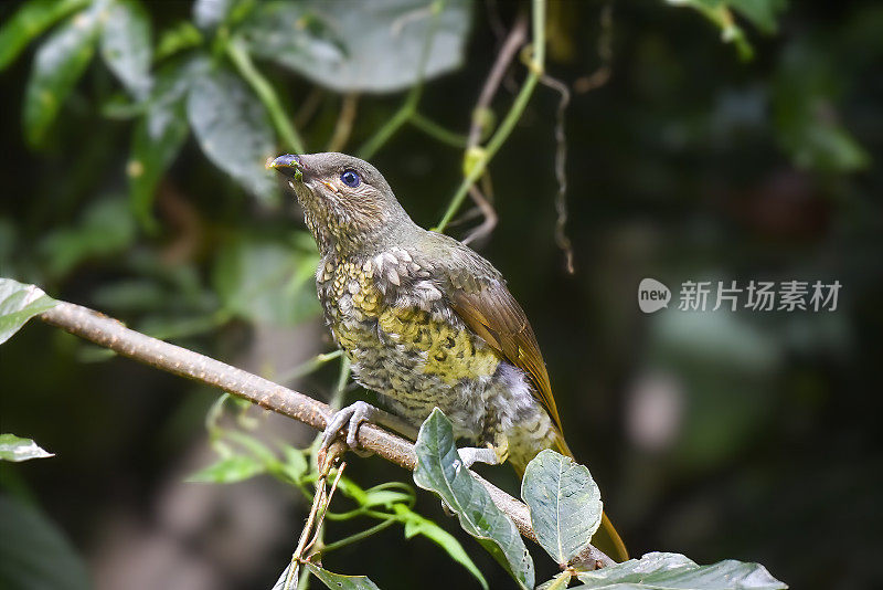 青花园丁鸟