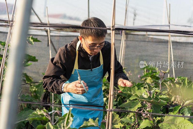 在蔬菜温室工作的农民