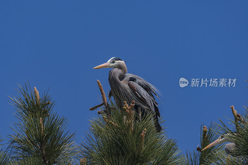 大蓝鹭栖息在松树上