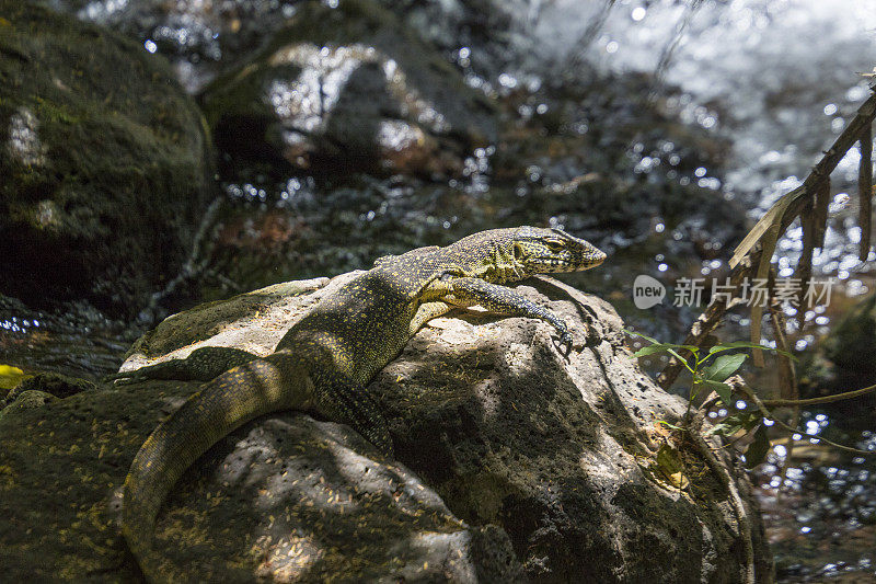 懒蜥蜴，察沃西NP，肯尼亚。