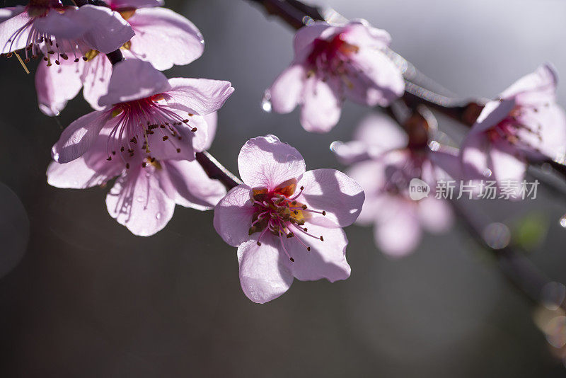 晨光中的紫色花朵