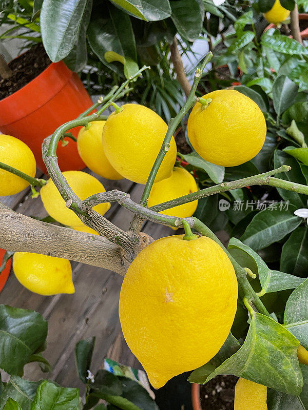 近距离的成熟柠檬(柑桔柠檬)柑桔水果生长在花园中心，柑桔树枝，高架视图
